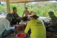 Bawang-MErah-Pamboborang