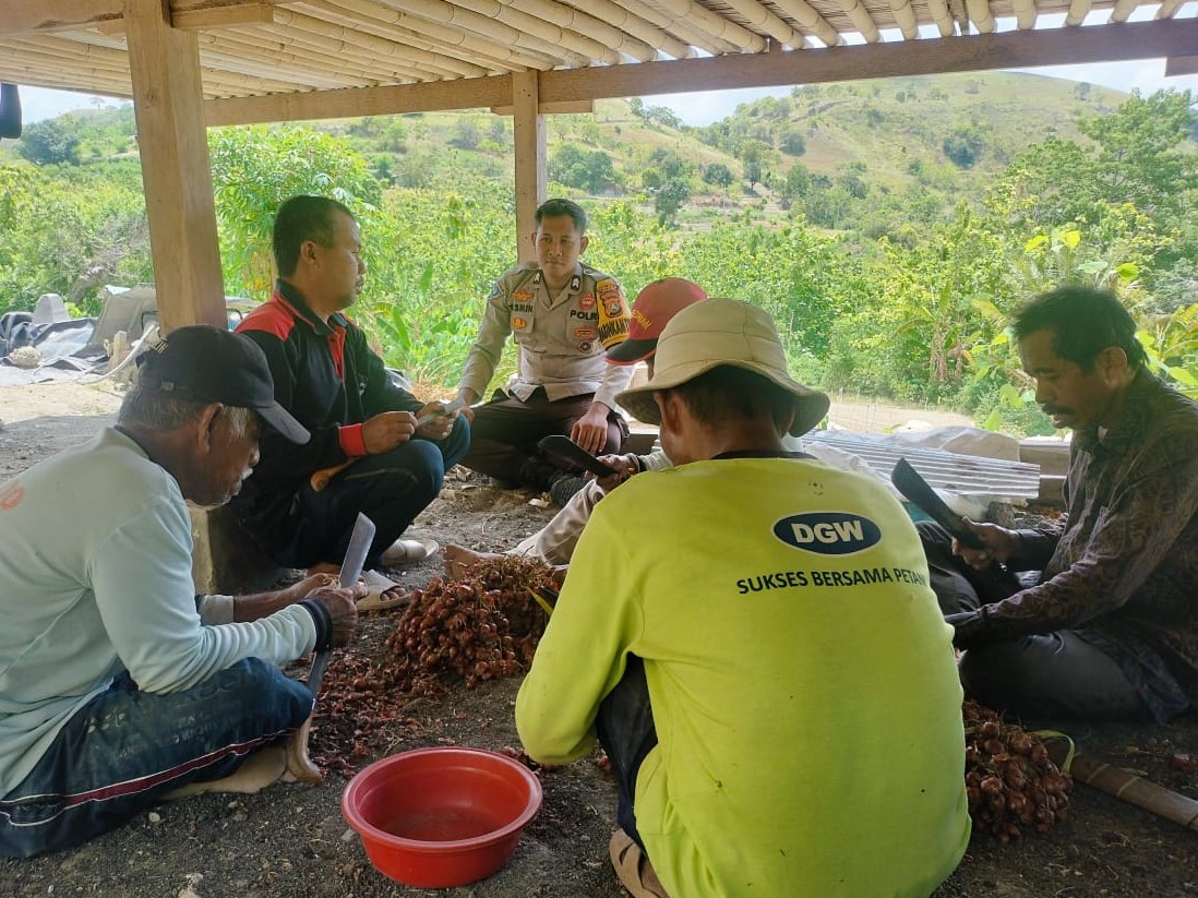 Bawang-MErah-Pamboborang
